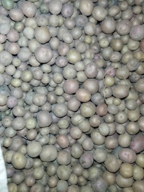 Bir grup taze beyaz fasulyenin yakın plan çekimi.