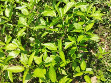 Bahçedeki çalıların güzel yaprakları