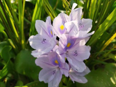 Bahçedeki güzel çiçekler