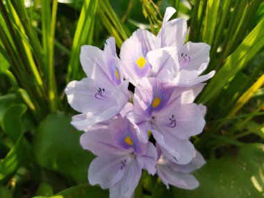 Bahçedeki güzel çiçekler