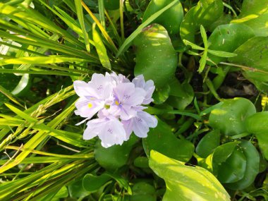 Bahçedeki güzel çiçekler