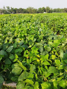 Genç bir bitkinin yeşil yaprakları