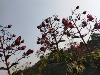 Güzel botanik fotoğrafı, doğal duvar kağıdı.