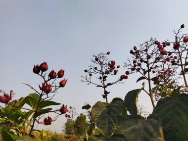 Güzel botanik fotoğrafı, doğal duvar kağıdı.