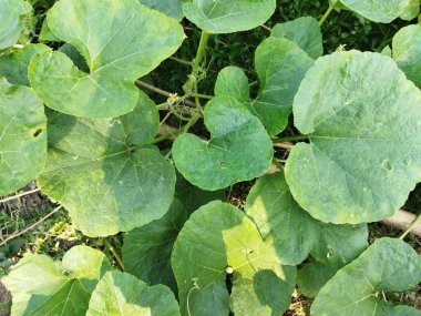 Yeşil yapraklar, bitki yaprakları.