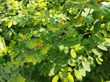 yeşil yapraklar, bitkiler ve yapraklar