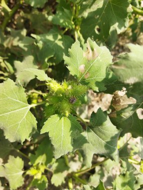 Güzel botanik fotoğrafı, doğal duvar kağıdı.