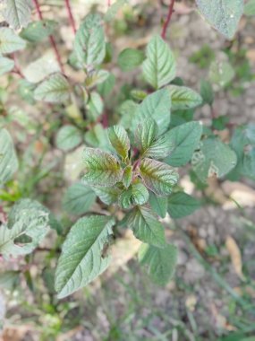 Bahçedeki bir bitkiyi kapat.