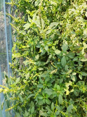 Bahçedeki yeşil bitki