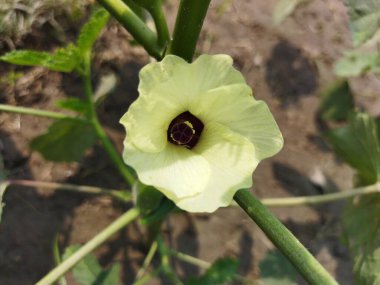 Güzel botanik fotoğrafı, doğal duvar kağıdı.