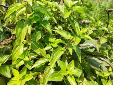 Bahçedeki çalıların yeşil yaprakları