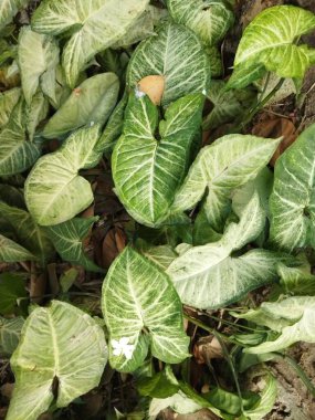 yeşil yapraklar, bitkiler ve yapraklar