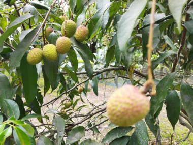 Bahçedeki ağaçta taze armutlar