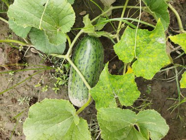 Salatalık sebze bahçesi