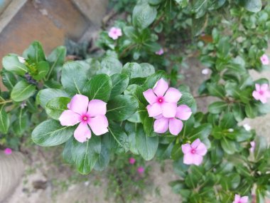 Bahçedeki güzel çiçekler