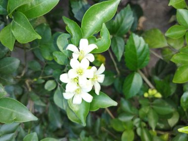 Güzel botanik fotoğrafı, doğal duvar kağıdı.