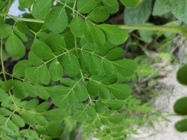 yeşil yapraklar, bitkiler ve yapraklar