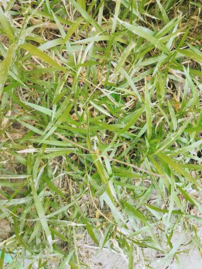 Bahçedeki yeşil çimenler