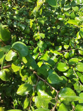 yeşil yapraklar, bitkiler ve yapraklar