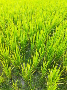 Tayland 'daki pirinç tarlası