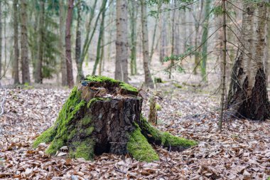 Kozalaklı bir ormanda yeşil yosun ile kaplanmış eski bir kütük.
