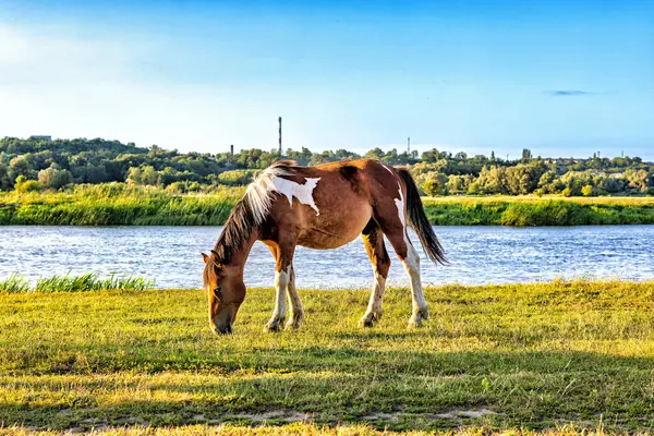 Yalnız kahverengi bir at, parlak güneşin altında nehir kıyısında otluyor.