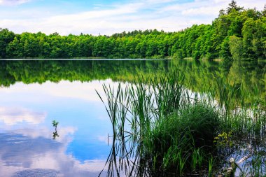 Ön planda sazlıklar olan bir orman gölünün ayna benzeri yüzeyi. Bulutlu gökyüzü.