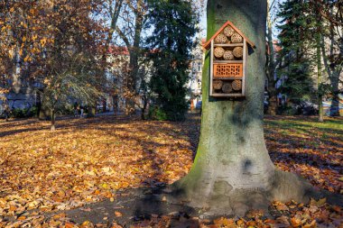 Şehir parkındaki büyük bir uçak ağacında Osmiyum arı evi. Yüksek kalite fotoğraf