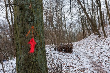 Kırmızı ok, karla kaplı bir parktaki bir ağaç gövdesindeki turist yolu işaretini gösteriyor. Yukarı ok. Yüksek kalite fotoğraf