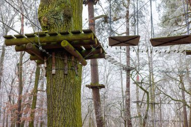 Platformu ve kablosu uzanan bir halat parkı ağacı. Ağaç gövdesine yakın çekim. Yüksek kalite fotoğraf