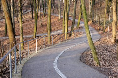 Şehir parkında ağaçlar arasında uzanan asfalt bir yaya yolu. Sarı yapraklı sonbahar parkı.