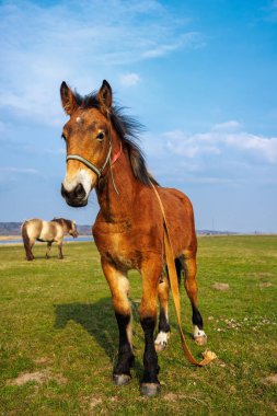 Mavi gökyüzüne karşı yeşil bir çayırda bir tay tasmasını koparmış. Yüksek kalite fotoğraf