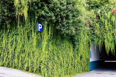 Park tabelası, duvardaki muhteşem sarmaşığın yoğun yeşil arka planına karşı. Yeşilliğin gür yeşili ve tabelanın mavi rengi güzel bir kontrastlık yaratır..
