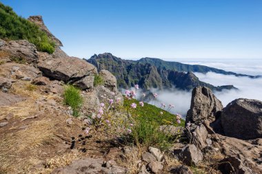 Pico Do Arieiro dağının yamacındaki narin kır çiçekleri. Bulutların üstünde çiçekler. Madeira Adası, Portekiz. Yüksek kalite fotoğraf