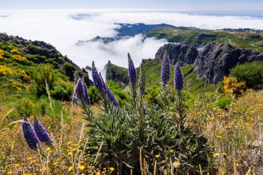Pico do Arieiro yakınlarındaki dağları Madeira 'nın Gururu çiçekleri ve çiçek açan Cytisus çalıları ile bulutların arasında görün. Madeira Adası, Portekiz. Yüksek kalite fotoğraf