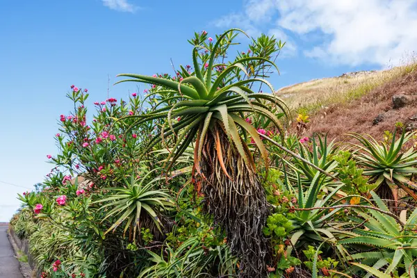 Madeira Adası 'ndaki yol boyunca her zaman yemyeşil olan aloe vera çalıları. Aloe çalıları kırmızı çiçeklerin arka planında. Yüksek kalite fotoğraf