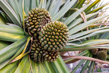 Yapraklarla çerçevelenmiş üç büyük, yeşil Pandanus meyvesi. Pandanus ağacı, Pandanus palmiyesi, egzotik meyveler. Yüksek kalite fotoğraf