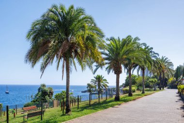 Funchal, Madeira 'da Atlantik Okyanusu' nun arka planında yüksek palmiye ağaçları olan yaya bölgesi. Yüksek kalite fotoğraf