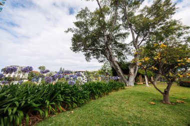 Portekiz 'in Madeira adasındaki Funchal kentinin belediye parkında bulunan büyük mavi ve beyaz çiçekler ve tropikal ağaçlar. Yüksek kalite fotoğraf