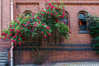 Kırmızı tomurcuklu kırmızı tuğla duvarlı muhteşem bir gül çalısı. Kırmızı çiçekli güzel gül çalısı. Yüksek kalite fotoğraf