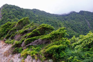 Portekiz 'in Madeira adasında yemyeşil bitki örtüsüyle kaplı dağ yamaçları. Yüksek kalite fotoğraf