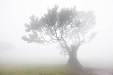 Kalın gövdesi ve gür tacı olan yalnız bir defne ağacı yoğun bir sis ile örtülüdür. Portekiz 'in Madeira adasındaki Fanal' ın mistik ormanı. Yüksek kalite fotoğraf