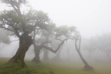Ormana inen bulutlardaki defne ağaçlarının mistik görüntüsü. Portekiz 'in Madeira adasındaki Fanal' ın mistik ormanı. Yüksek kalite fotoğraf