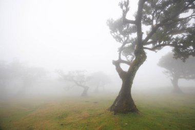 Yoğun siste gizlenmiş geniş aralıklı defne ağaçları grubu. Portekiz 'in Madeira adasındaki Fanal' ın mistik ormanı. Yüksek kalite fotoğraf