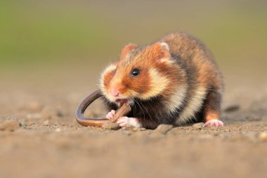 Avrupalı hamster Cricetus cricetus rodent eurasian black-belly landscape tahıl mısır gevreği bölgesinde, güzel gözler ve kürk, hasat edilmiş meyve ve böğürtlen yiyor, sevgili dute, yoğun tarım tehlikedeki türler