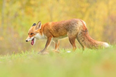 Kızıl tilki Vulpes vulpes vadi hayvan ormanı kırsal alandaki canlı hayvan kürkü ve gözleri akıllı sevimli sevgili, böcek avcısı, dağlardaki insan yerleşim köyü