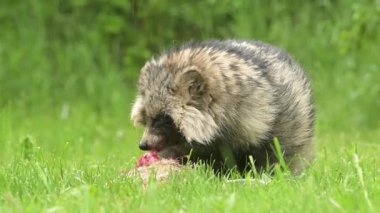 Yaygın rakun köpeği Nyctereutes, Çin Asya sahasında procyonoides, Avrupa 'da sevimli, sevgili, istilacı türler, akşam güneşi, yaz mevsimi görünüşü, biyolojik çeşitlilik için canavar kürkü sorunu, doğa.
