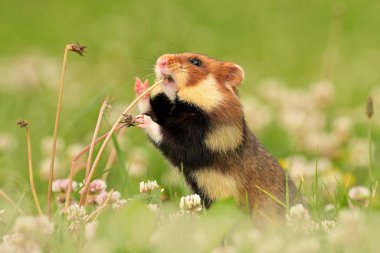 Cricetus cricetus Avrupa hamster kemirgeni Avrasya siyah karınlı çayır arazi tahıl gevreği bölgesinde, güzel gözler ve kürk, hasat edilmiş meyve ve böğürtlen yer.