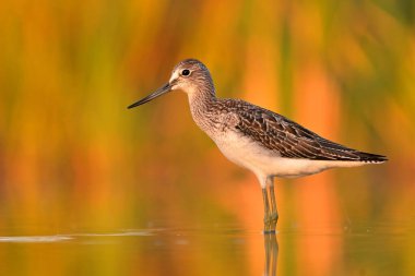 Genel yeşillik Trnga nebularia kuş yağmuru gölet sularında süzülen kıyı kuşları genç vahşi kuşlar tatlı doğa tatlı hayvan, güzel hayvan, sevimli hayvan, kuş kuşbilimi, vahşi yaşam tatlı
