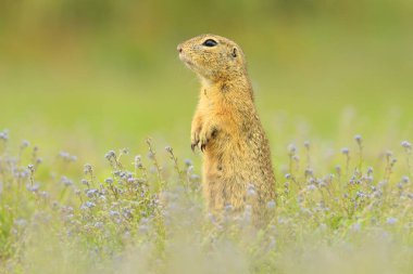 Avrupa toprak yayı Spermophilus citellus kemirgen avrupa kara karınlı ortak çayır arazi tahıl mısır gevreği bölgesi, güzel gözler ve kürk, meyve ve böğürtlen yer